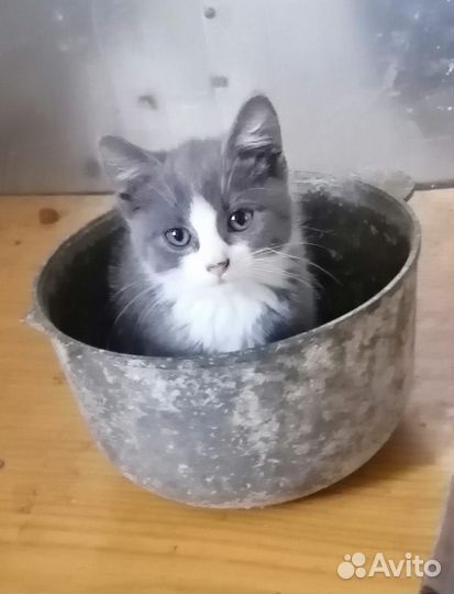 Котята (мальчики) в добрые руки