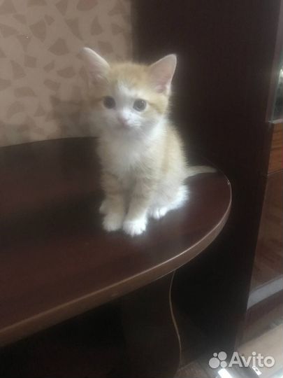 Кошки в добрые руки бесплатно