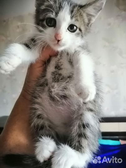 Котейки ищут дом