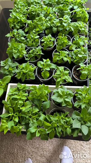 Рассада цветов