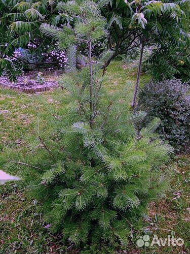 Псевдотсуга Ель Дугласа (хвойное растение )