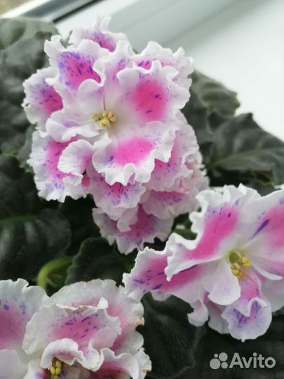 Фиалки набором