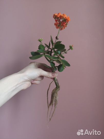 Каланхоэ Блоссфельда Каландива