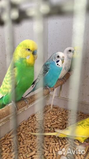 Волнистый попугай