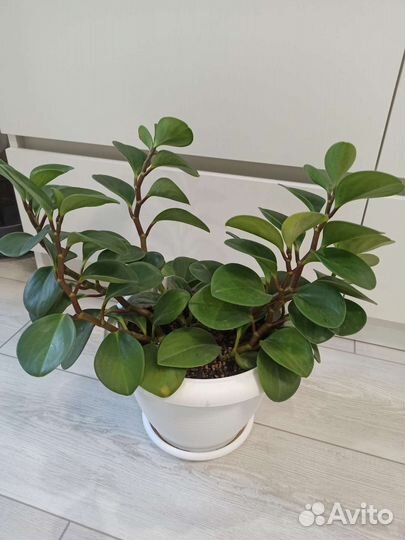 Комнатные растения, декоративно-лиственные