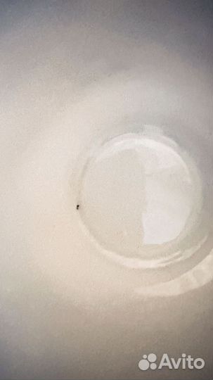 Чайная пара лфз Два петуха