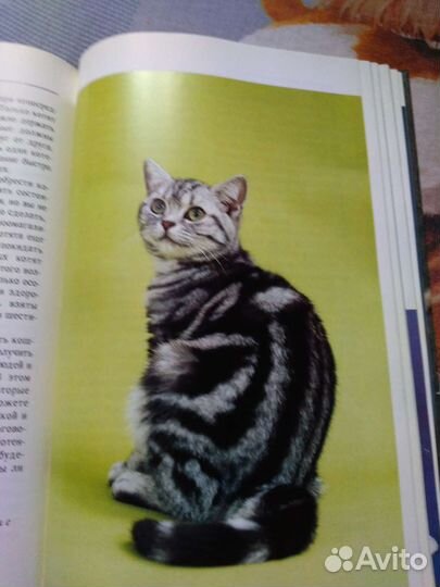 Кошки. Энциклопедия от А до Я