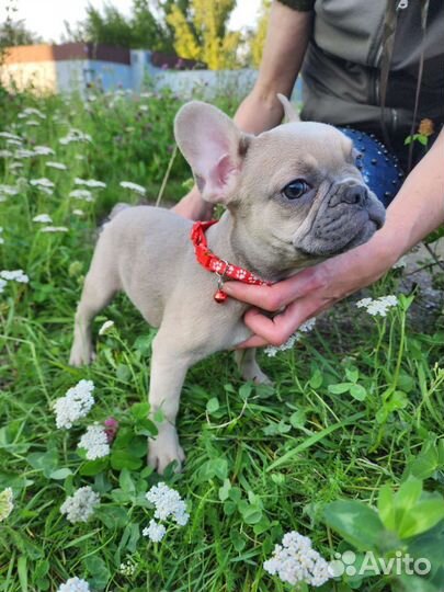 Шикарные детки французики