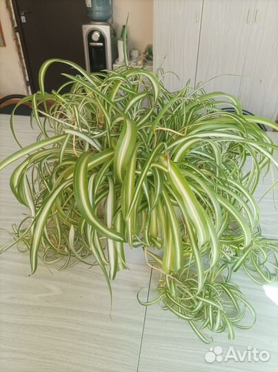 Комнатные растения (взрослые)