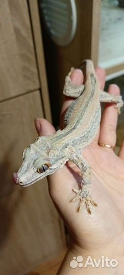 Ушастый бананоед