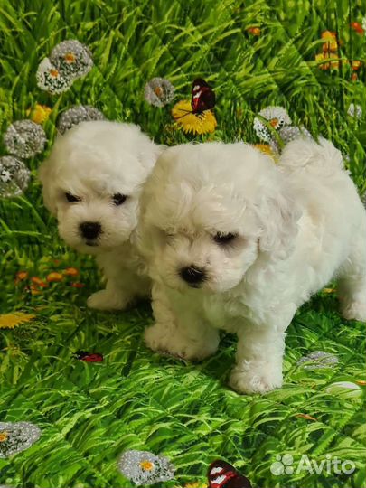 Щенки бишон фризе мальчики и девочка