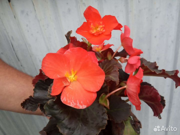 Бегонии Элатиор