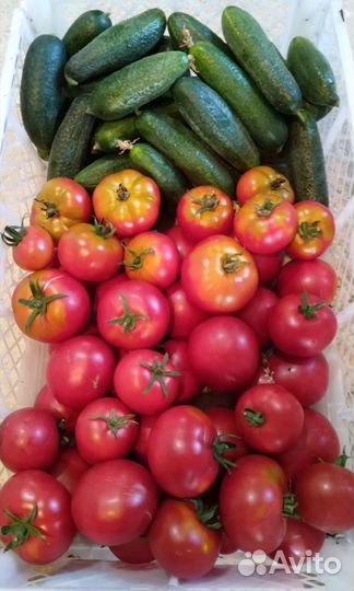Грунтовые Огурцы, Помидоры, Яйцо
