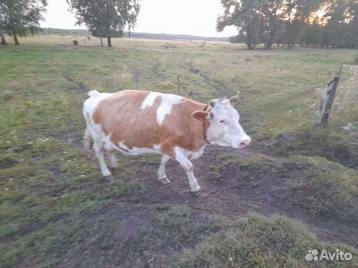 2 Коровы,отел в сентябре