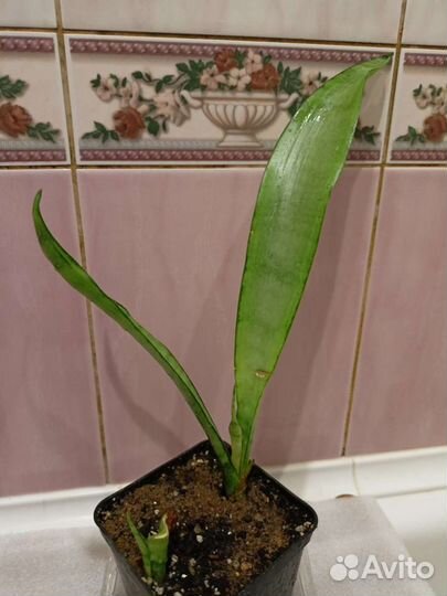 Сансевьерия Сильвер Квин. Sansevieria Silver queen