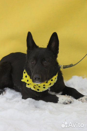 Собака по котчке Лучик ищет дом