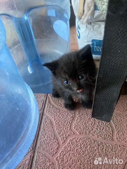 Котята от британской кошки