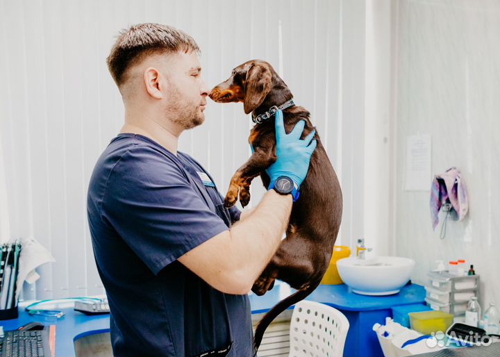 Выезд на дом ветеринарного врача