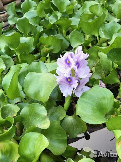 Растения для пруда