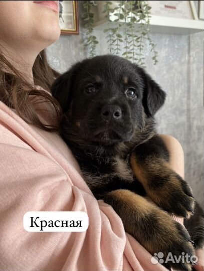 Щенки ротвейлера продажа