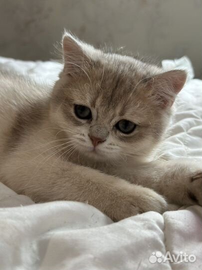 Котенок мальчик британский ay11 голубое золото