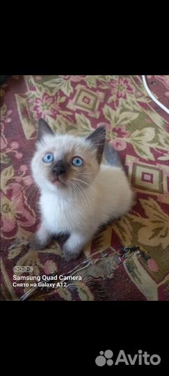 Отдам двух котят первая девочка второй мальчик