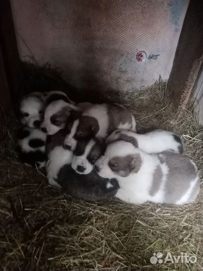 Продам щенят алабая