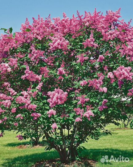 Сирень престона роялти Высота от 50см