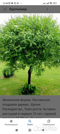 Ива шаровидная