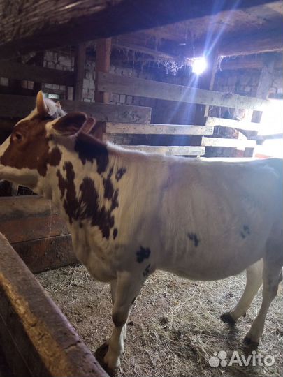 Телка 1год и 2 месяца