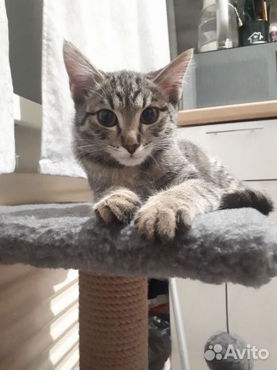 Отдам котика