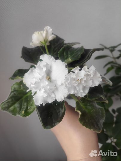 Фиалка цветущая