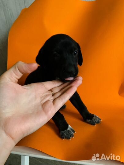 Щенки курцхаара