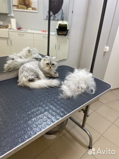 Груминг собак и кошек