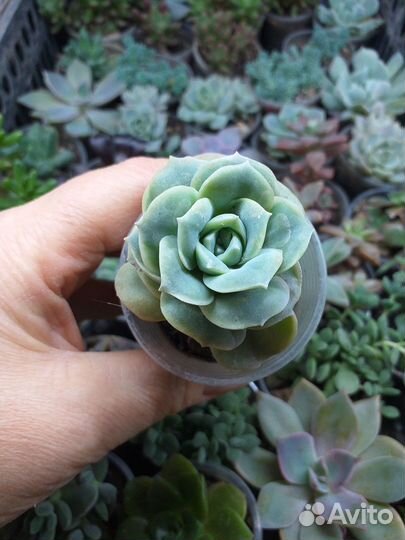 Эхеверии,пахифитумы,хавортии