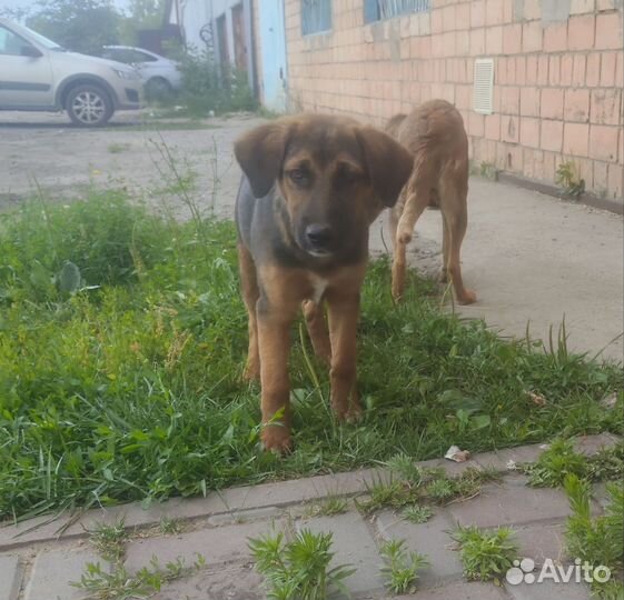 Щенок мальчик в добрые ответственные руки