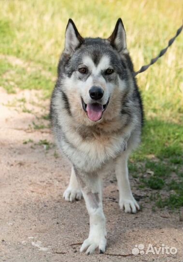 Метис маламута Сармат в поисках дома