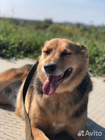 Собака Мона