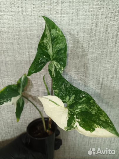 Сингониум imperial whate