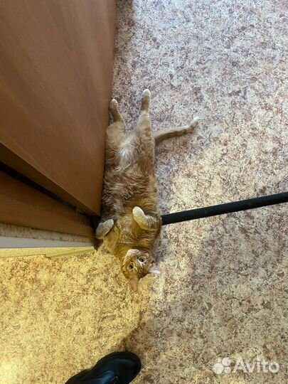 Отдам в добрые руки