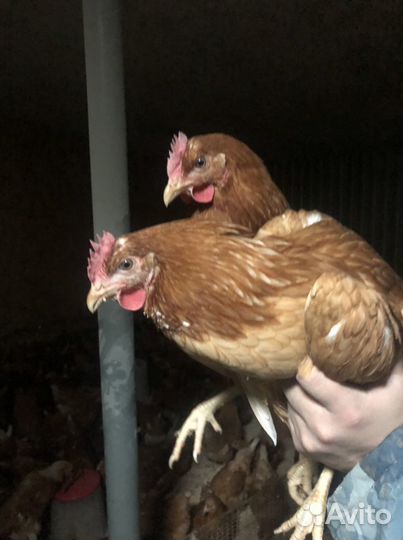 Куры молодки