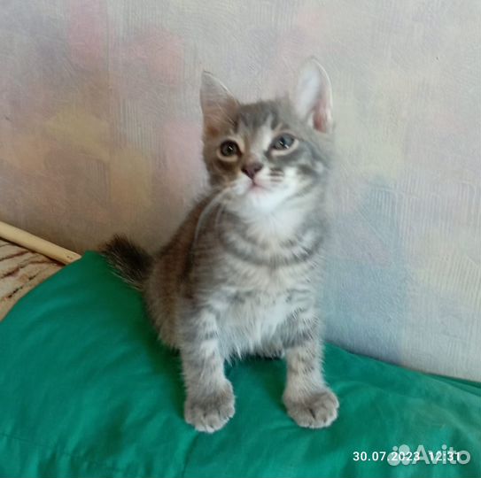 Котенок в добрые руки, к лотку приучен