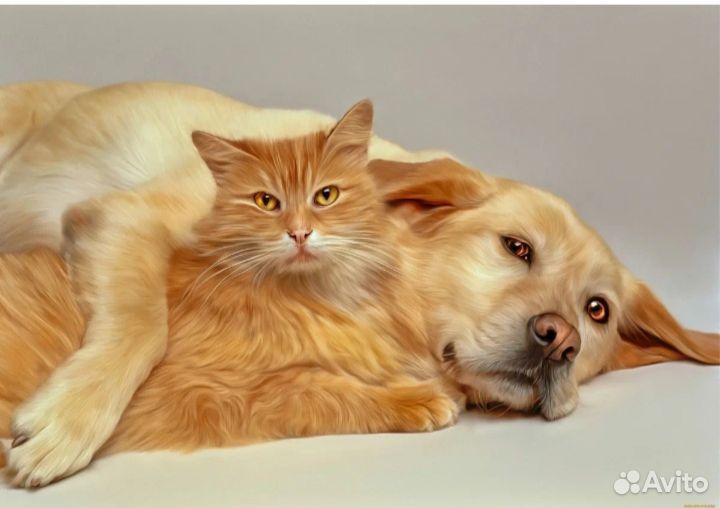 Передержка