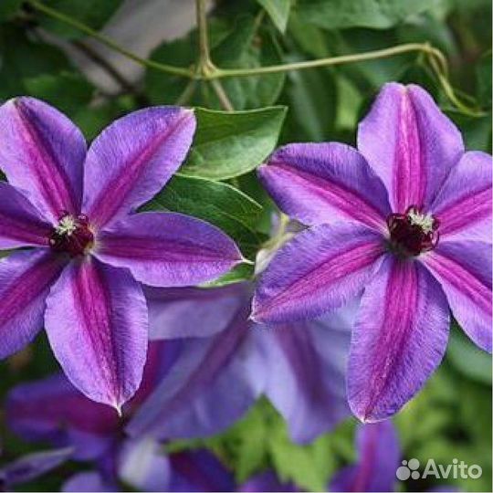 Клематис Дети Варшавы