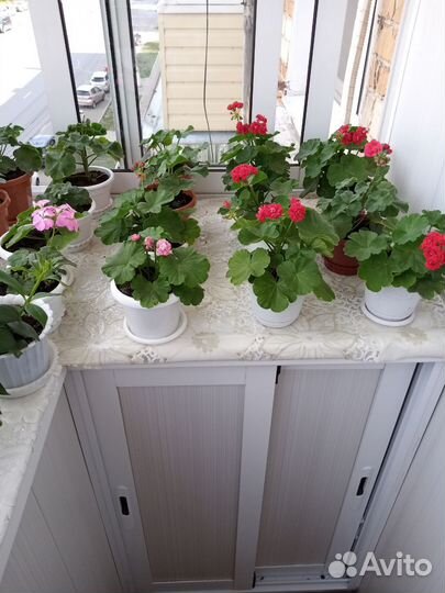 Герани и пеларгонии