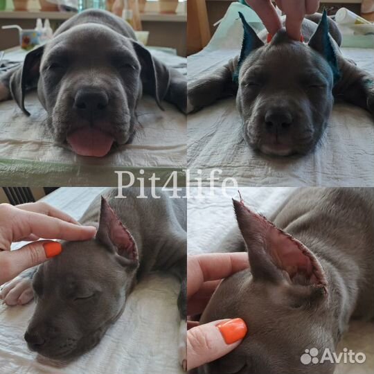 Купирование ушей и хвостов