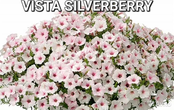 Вегетативная петуния