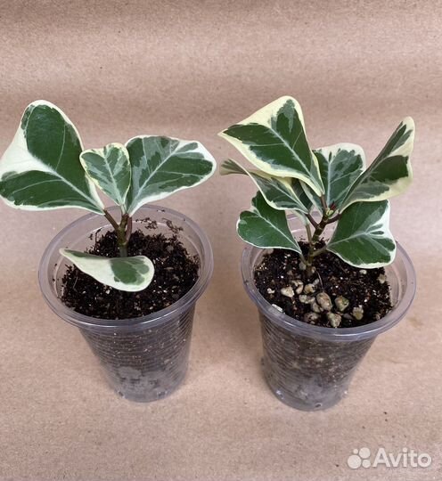 Фикусы сортовые