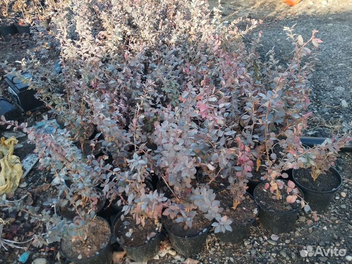 Декоративные Растения Зкс 3л