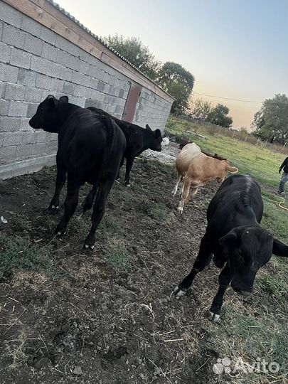 Телята бычки